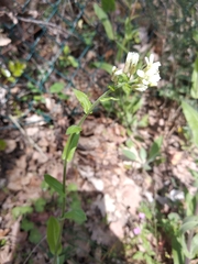 Pseudoturritis turrita