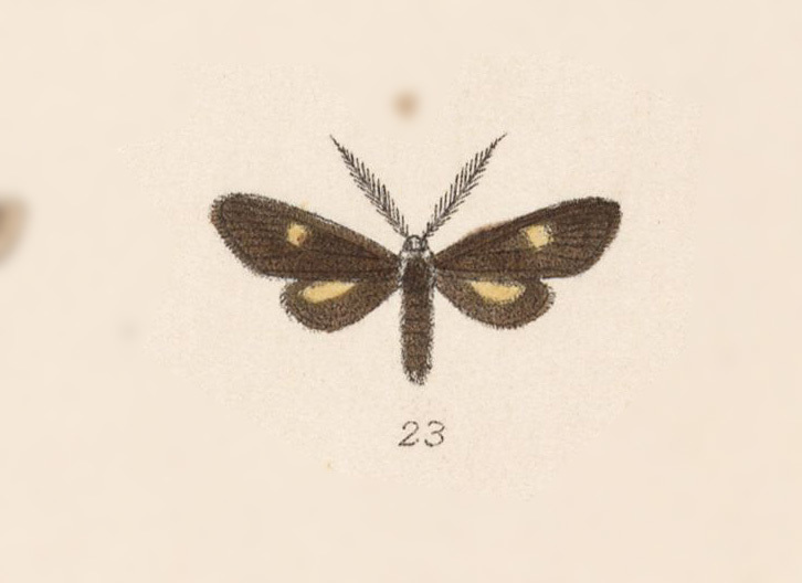 Sagittala