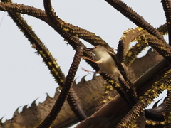 Cichladusa ruficauda