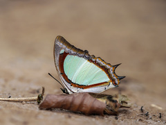 Polyura jalysus