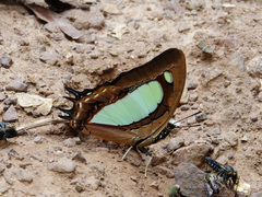 Polyura arja