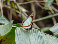 Polyura jalysus