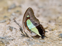 Polyura athamas