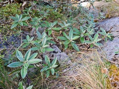 Brachyglottis laxifolia