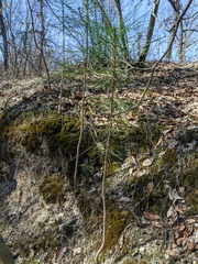 Pinus nigra pallasiana