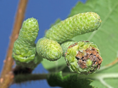 Phyllocoptruta coryli