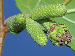 Phyllocoptruta coryli