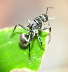 Polyrhachis tubifera