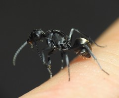 Polyrhachis tubifera