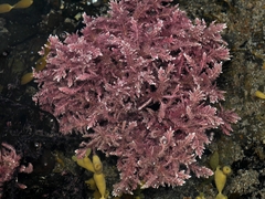 Jania rosea