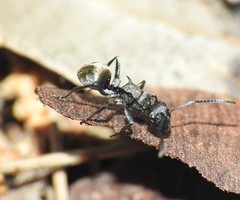 Polyrhachis mjobergi