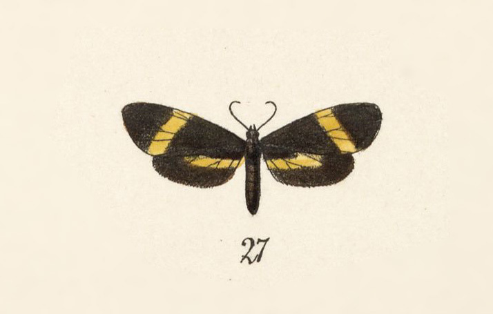 butterflies and moths