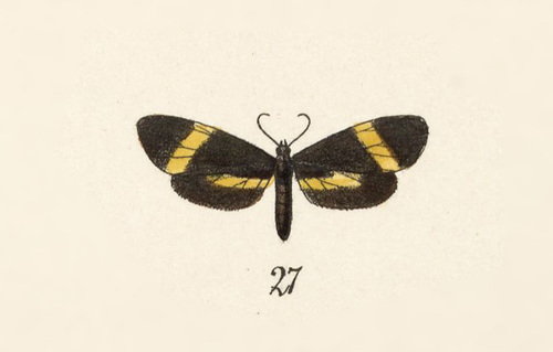 butterflies and moths