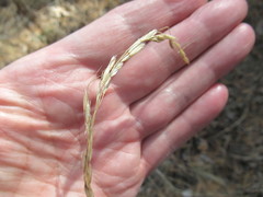 Achnatherum sibiricum