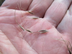Achnatherum sibiricum