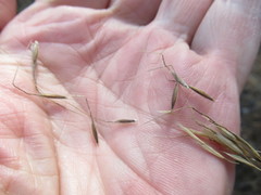 Achnatherum sibiricum