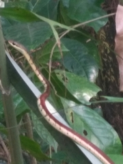 Dendrelaphis chairecacos