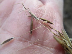 Achnatherum sibiricum