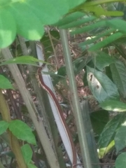 Dendrelaphis chairecacos