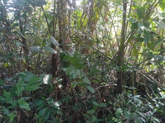 Dendrelaphis chairecacos