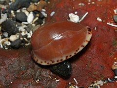 Notocypraea angustata