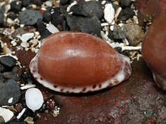 Notocypraea angustata
