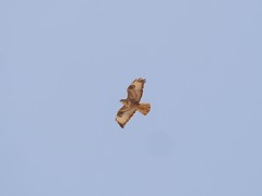 Buteo buteo insularum