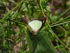 Polyura jalysus