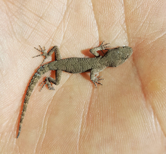 Mediodactylus danilewskii