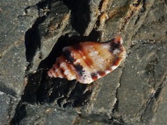 Canarium microurceum