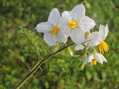Solanum sisymbriifolium