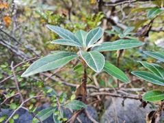 Brachyglottis laxifolia