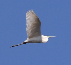 Ardea alba