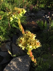 Sempervivum wulfenii