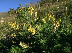 Astragalus penduliflorus
