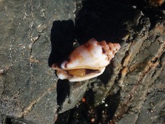 Canarium microurceum