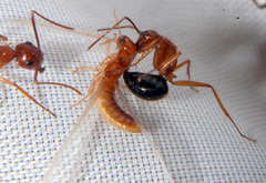 Incisitermes snyderi