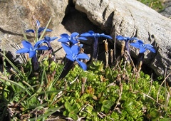 Gentiana bavarica subacaulis