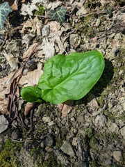 Arum elongatum