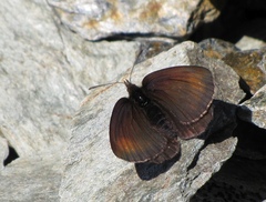 Erebia pluto
