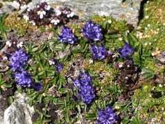 Phyteuma globulariifolium