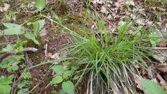 Carex laxiflora