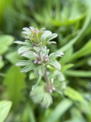 Lamium amplexicaule orientale