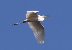Ardea alba