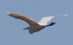 Ardea alba