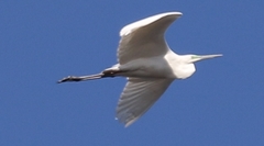 Ardea alba