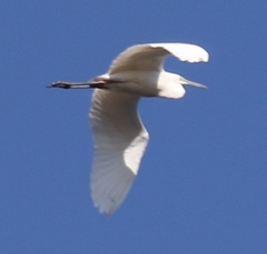Ardea alba