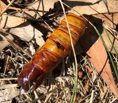 Abantiades atripalpis