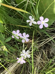 Phlox longifolia