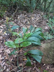 Calanthe graciliflora